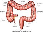 Anatomy of the Large Intestine: Body Colon Cleanse.